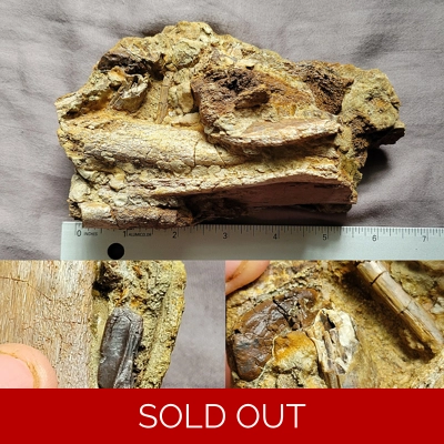 Handheld Hadrosaur & Tyrannosaur Dinosaur Fossils With Teeth/Skull Bone